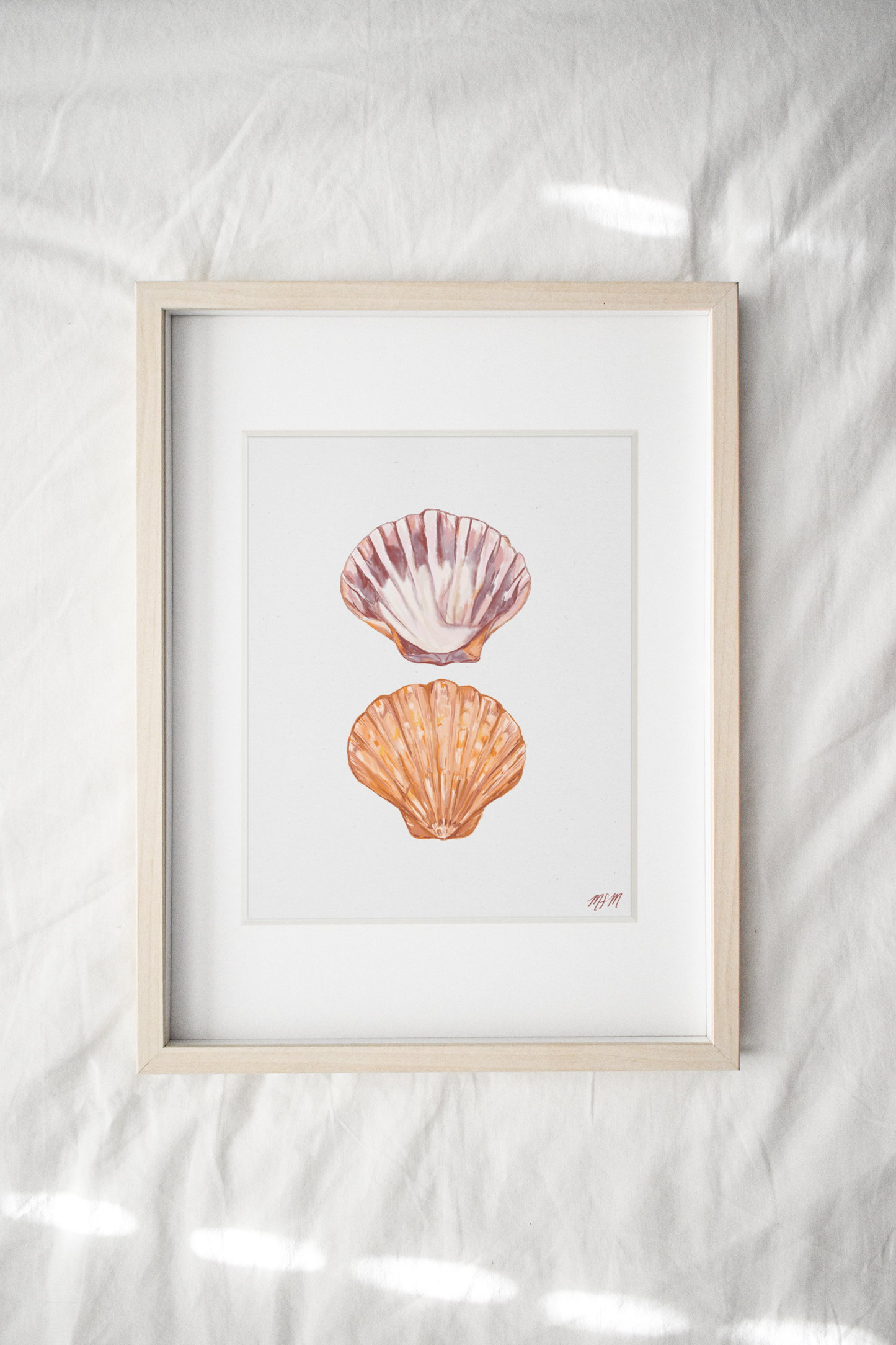 SCALLOP SHELL STUDY
