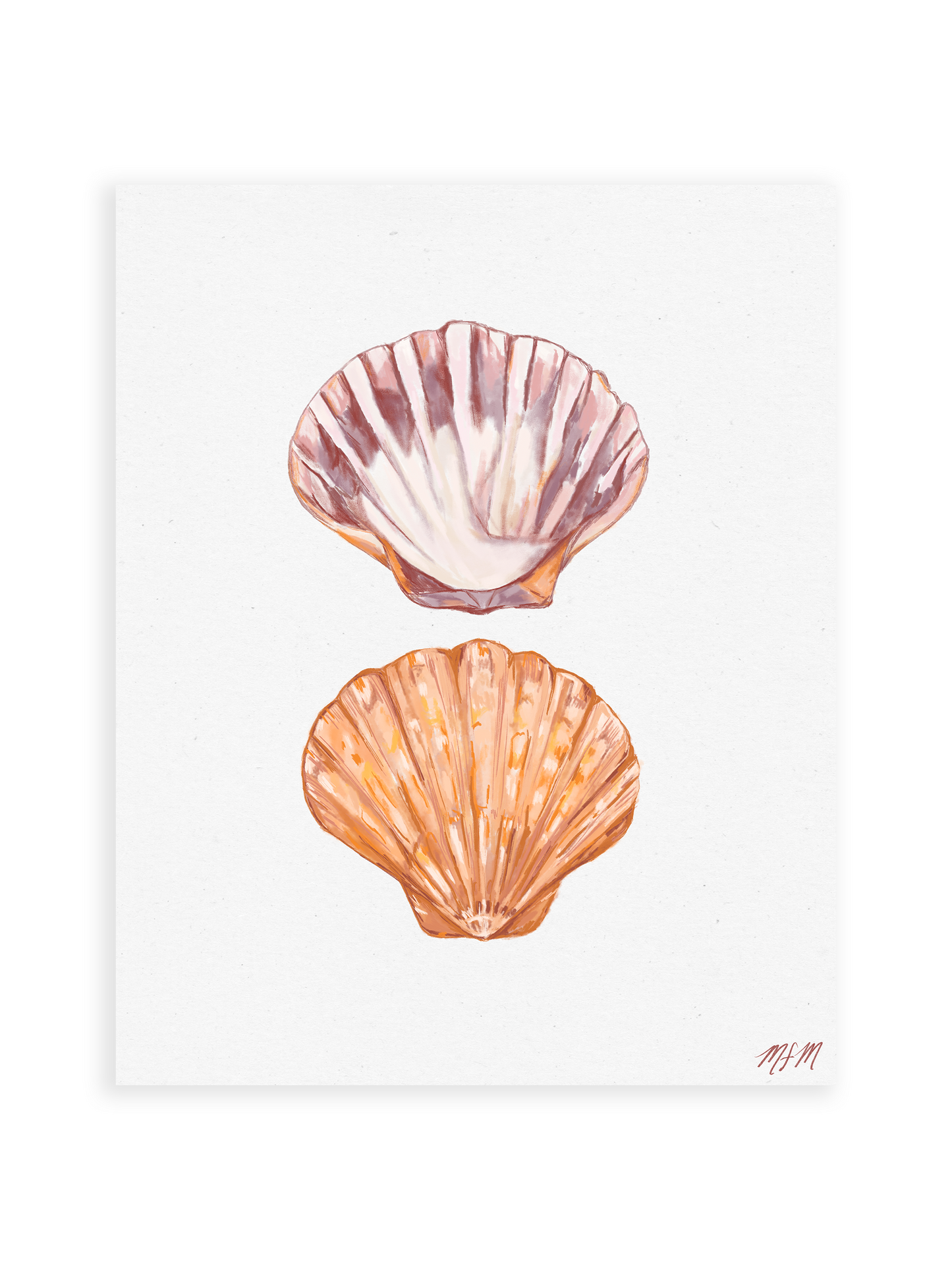 SCALLOP SHELL STUDY