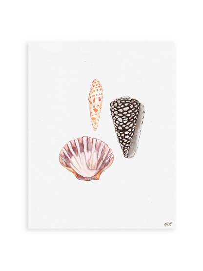 MARBLED SHELL STUDY