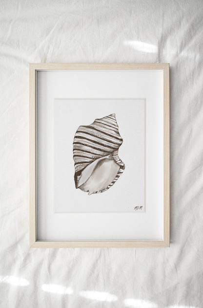 STRIPED SHELL STUDY