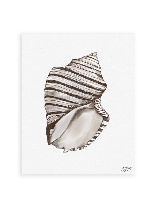 SEA SHELLS – MFMDESIGNS