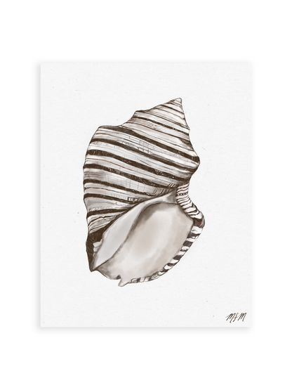 STRIPED SHELL STUDY